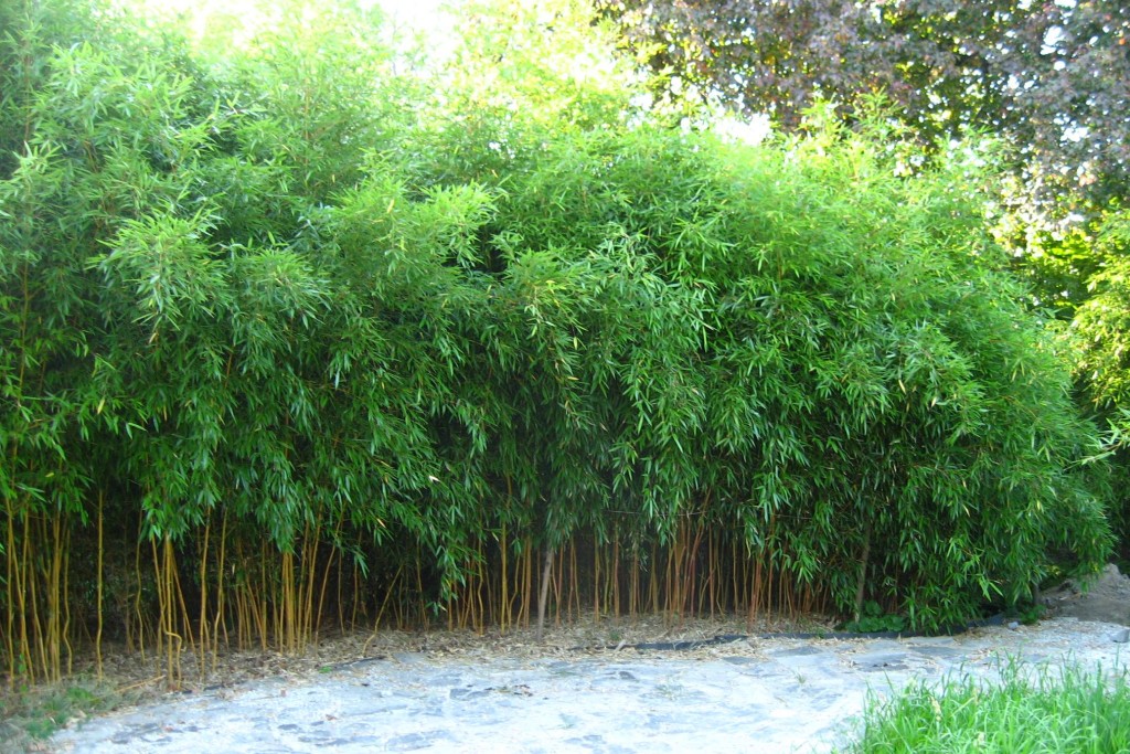 bambusarium 1